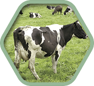Средства для обработки вымени и копыт крупного рогатого скота